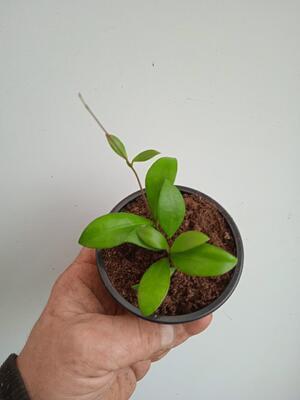 Hoya ruscifolia - 3