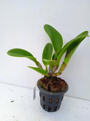 Blc. Thai Orchid No. 3 - 3