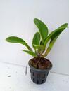 Blc. Thai Orchid No. 3 - 3/5