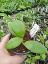 Hoya erythrostemma 'Pink' - 3/4
