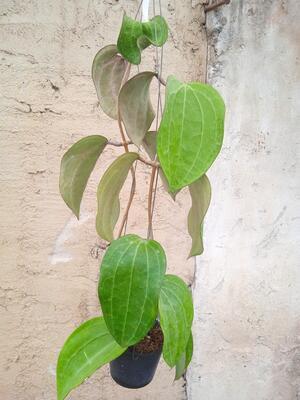 Hoya latifolia - 3