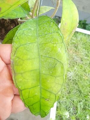 Hoya sp. Perak Malay - 3