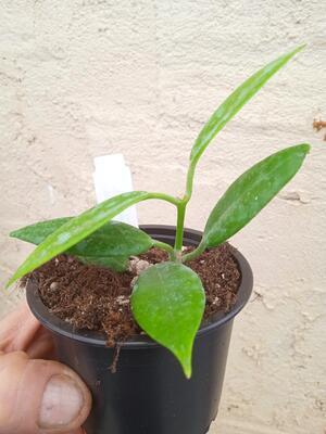 Hoya australis ssp. rupicola - 3