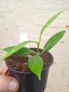 Hoya australis ssp. rupicola - 3/3