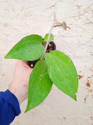 Hoya cinnamomifolia v. purpureofusca - 3