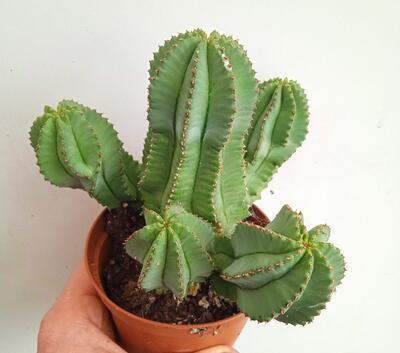 Euphorbia fruticosa 'inermis' - 3