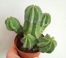 Euphorbia fruticosa 'inermis' - 3/3