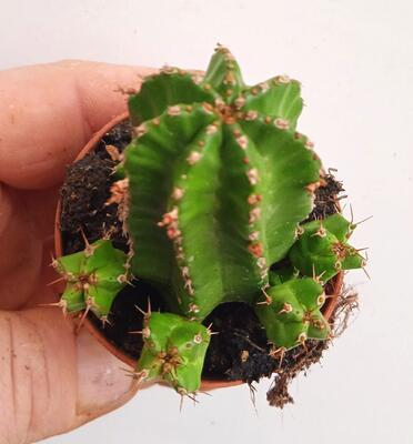 Euphorbia echinus - 3