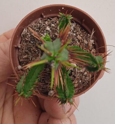 Euphorbia enopla - 3
