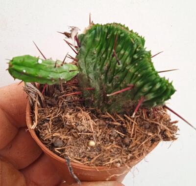 Euphorbia enopla 'cristata' - 3