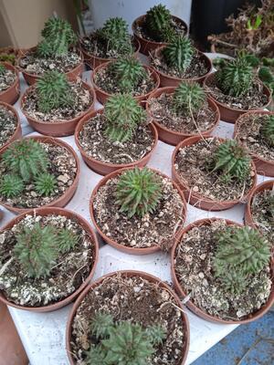 Euphorbia susannae - 3