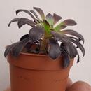 Aeonium arboreum 'Schwarzkopf' - 3/3