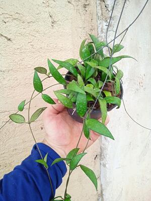 Hoya parviflora - 3