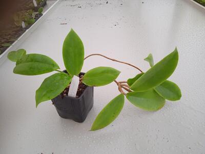 Hoya macgregori (větší zakořeněný řízek) - 3