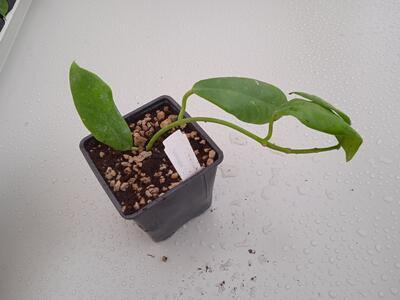Hoya affinis - 3