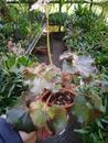 Begonia erythrophylla 'Black Jungle' - 3/3