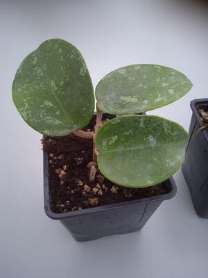 Hoya parasitica 'heart leaf' - 3