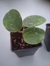 Hoya parasitica 'heart leaf' - 3/5