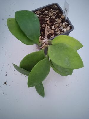 Hoya micrantha 'big leaf' - 3