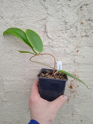 Hoya macgregori (zakořeněný řízek) - 3