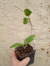 Hoya dolichosparte 'pink' (zakořeněný řízek) - 3/3