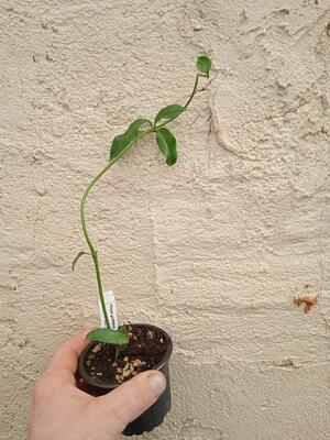 Hoya griffithi (zakořeněný řízek) - 3