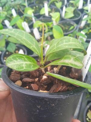 Hoya elliptica - 3