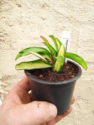 Hoya wayetii 'variegata' - 3