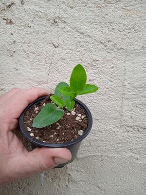 Hoya cumingiana sp. bruno purworejo - 3