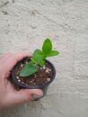 Hoya cumingiana sp. bruno purworejo - 3/3
