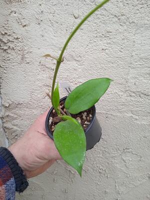 Hoya cinnamomifolia v. purpureofusca - 3