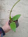 Hoya cinnamomifolia v. purpureofusca - 3/3