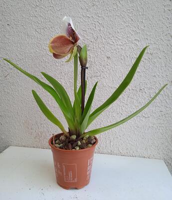 Kvetoucí orchidej americký střevíčník - Paphiopedilum AH #1 - 3
