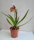 Kvetoucí orchidej americký střevíčník - Paphiopedilum AH #1 - 3/4