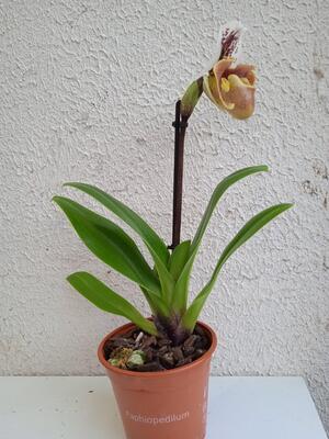 Kvetoucí orchidej americký střevíčník - Paphiopedilum AH #6 - 3