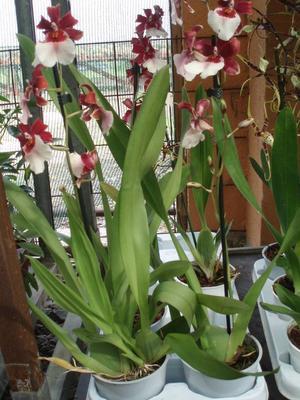 Kvetoucí orchidej Cambria #1 - 3