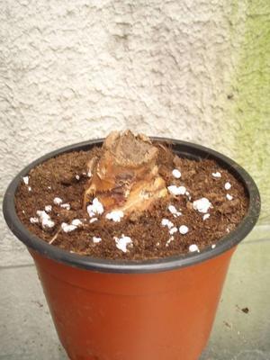 Hedychium gardnerianum - 3