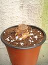 Hedychium gardnerianum - 3/3
