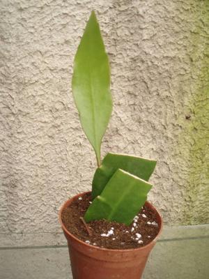 Epiphyllum pumillum - 3