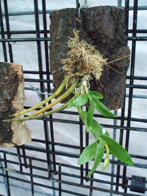 Dendrobium cuspidatum - 3