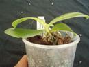 Phalaenopsis floresensis - 3/4