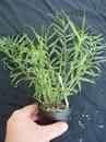 Dendrobium auriculatum - 3/3