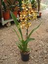 Kvetoucí orchidej Cambria #9 - 3/3