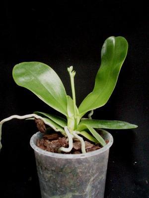 Phalaenopsis Phoenix Girl - 3