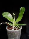 Phalaenopsis Phoenix Girl - 3/4