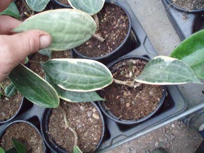 Hoya macrophylla 'variegata' - 3
