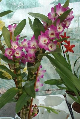 Dendrobium nobile - kvetoucí orchidej #1 - 3