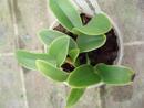 Cattleya nobilior var. alba - 3/3