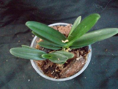 Ascoglossum calopterum - 3