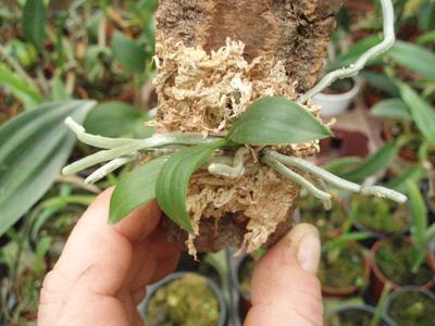 Phalaenopsis stobartiana - 3